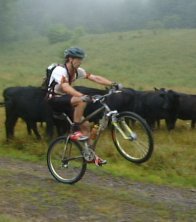 cows
