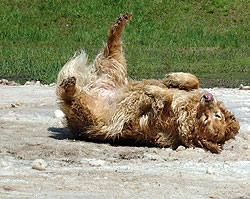 Photo by Heather Rau